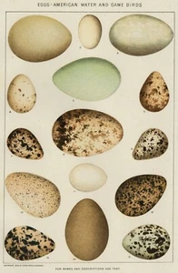 UOVA (Game & Water Birds): Autentica Cromolitografia Pietra Naturale 1902 (datata) - Foto 1 di 1