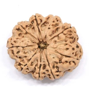 Cuentas originales naturales 9 Mukhi Rudraksha origen Nepal 22 mm tamaño certificado laboratorio - Imagen 1 de 3