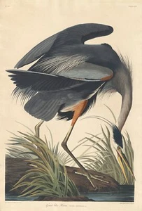 Oil Painting repro John James Audubon Great blue heron - Picture 1 of 1