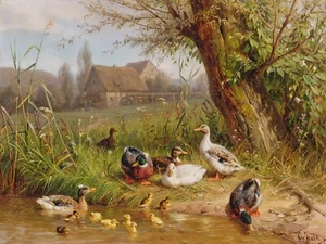 Carl Jutz : "Mallard Ducks with their Ducklings" — Giclee Fine Art Print - Picture 1 of 7