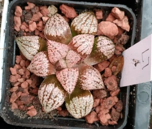 Haworthia picta ‘ Pink Ruby’ 6cm diameter - Picture 1 of 3
