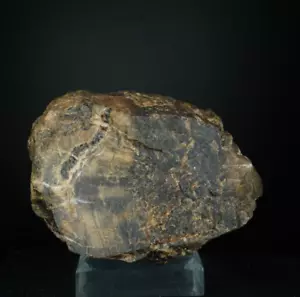 Versteinertes Holz / San Rafael Swell Area, Utah / Fossil Specimen - Bild 1 von 4