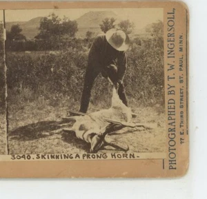 Häutung eines Zackenhorns Jagdgenre T.W. Ingersoll Stereoview - Bild 1 von 2