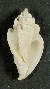 MUREX NEGLECTUS 16.70mm BEAUTIFUL RARE SPECIMEN Mactan Straits, Philippines - Picture 1 of 2