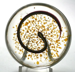 Rare Harold J. Hacker Snake Paperweight - Picture 1 of 8