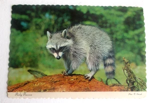 Postal cromada continental vintage años 70 de Ricky Raccoon - Imagen 1 de 2