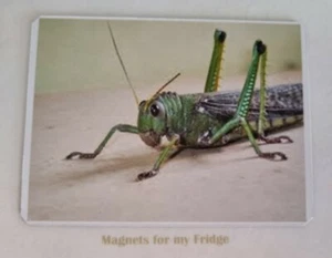 GRASSHOPPER FRIDGE MAGNET - M855 F - Picture 1 of 1