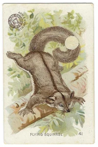 Flying Squirrel Arm & Hammer Interesting Animals Card Church & Co #41 c1898 - Picture 1 of 2