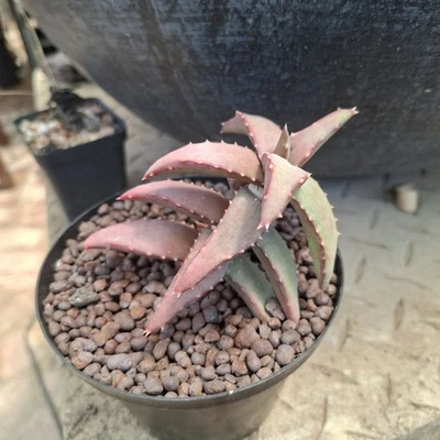 Aloe Pearsonii Foto 1 de 4