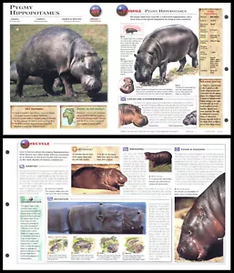 Fold-Out Sheet - Pygmy Hippopotamus - 159 - Picture 1 of 1