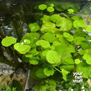 Brazilian Pennywort - Hydrocotyle leucocephala Live Aquarium Plants POTTED - Picture 1 of 5