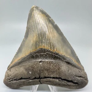 Schöner breiter gezackter, blau/hellbrauner Farben 4,80 Zoll fossiler MEGALODON Haizahn - USA - Bild 1 von 7