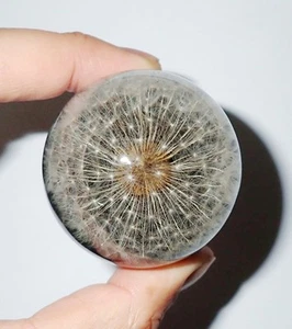 Mongolian Dandelion Flower in 50 mm Sphere Resin Vehicle Shift Knob Black Bottom - Picture 1 of 10