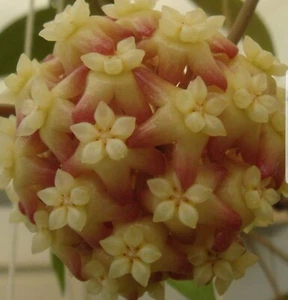 Hoya Tequila Sunrise, Cutting, Houseplant, RARE - Picture 1 of 12