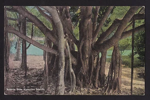 Tarjeta postal de Islas Hawaii de árbol baniano enorme Island Curio c1930 - Imagen 1 de 2