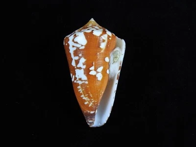 Sea Shell Conus crocatus thailandis 67.9mm ID#9485 - Image 1 of 3