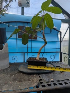Hawaiian Umbrella Bonsai Tree Live Small Green Purifies Air Exotic Plant 9" Tall - Picture 1 of 7