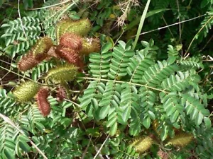 Quita Maldicion | Fresh Herb Cutting | Santeria | Ewe | Bunch | Cleansing | Luku - Picture 1 of 8