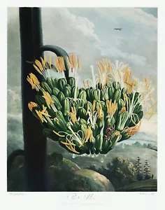 Die Aloe Der Tempel der Flora von Robert John Thornton Druck Repro - Bild 1 von 2