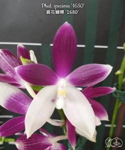 Phal. speciosa '1680', Blooming Size, FREE Shipping - Picture 1 of 7