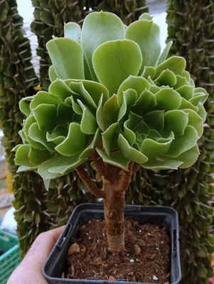 AEONIUM PSEUDOTABULIFORME plante grasse succulente succulento caudex euphorbe - Photo 1/4