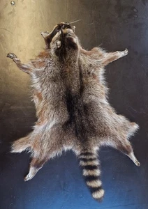 Waschbärfell Echt Mittelalter Larp in Deutschland gegerbt Fuchsfell Waschbären - Bild 1 von 3