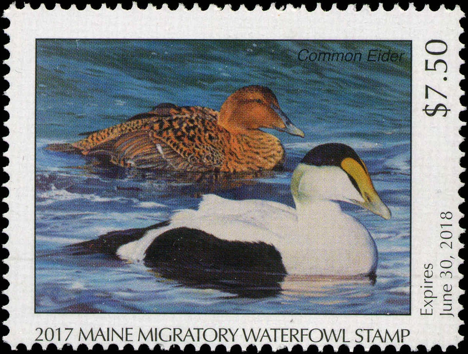 MAINE  #34  2017 STATE DUCK STAMP COMMON EIDER by Rebekah Lowell - Image 1 of 1