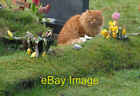 Photo 6x4 Graveside cat Lea/SO6521 With a very odd expression on its fac c2008