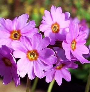 PRIMULA POLYNEURA - Imagen 1 de 3