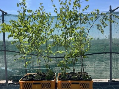 Blaue Birke, Betula caerulea, ca. 1,25 m, RARITÄT - Bild 1 von 3