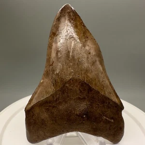 Deformed Brown Complete 3.58" Fossil MEGALODON Shark Tooth - USA - Picture 1 of 6