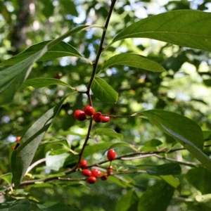 10 Seeds of Lindera Benzoin, Laurel Benzoin - Picture 1 of 2