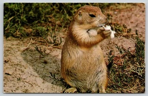 Postal Prairie Dog Eating Cynomys socialis - Imagen 1 de 2