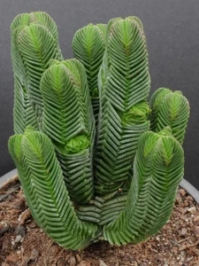 Crassula Quadrangularis Crassulaceae succulent plant - Picture 1 of 6