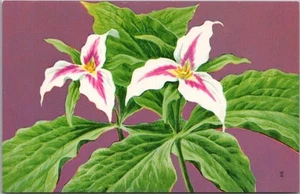 Postal vintage 1957 Federación Nacional de Vida Silvestre "TRILLIUM PINTADO" flor - Imagen 1 de 2
