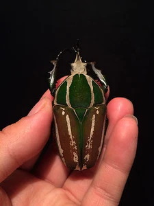 Entomología Insecto Mecynorrhina Torquata Ugandensis 73MM Uganda - Imagen 1 de 2