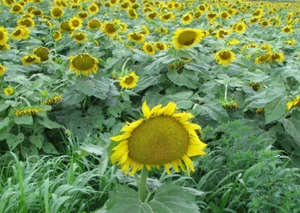 Giant Mammoth Sunflower huge heads, 160 ++seeds! - Picture 1 of 1