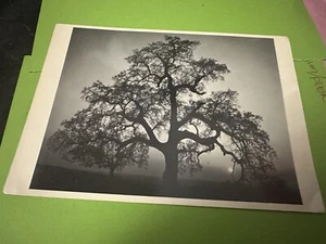 Ansel Adams Oak Tree Sunset City Ca Photograph Reprint On Postcard Vintage - Picture 1 of 4