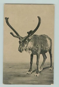 POSTCARD LARGE DEER WITH ANTLERS CHRISTMAS HOLIDAYS ANIMALS - Picture 1 of 2