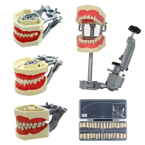 Columbia Kilgore Nissin 200 Dental Typodont Model Mount Pole Removable Teeth - Picture 1 of 255