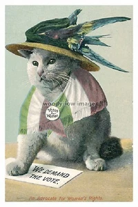 rp09287 - Suffragette Comic Cat - print 6x4 - Picture 1 of 1