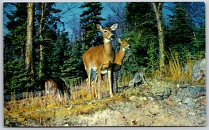 Three Deer Canada's Beautiful Woodland Animals Postcard - Bild 1 von 2