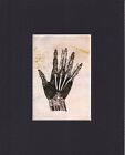 8X10" Matted Print Art Picture VTG Anatomy Skeleton Bones Creepy: the Hand