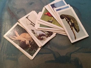 HORNIMANS TEA CARDS PETS X 24 CARDS - Picture 1 of 1