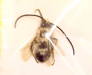 Hymenoptera : Eucera longicornis - Italia - Imagen 1 de 1