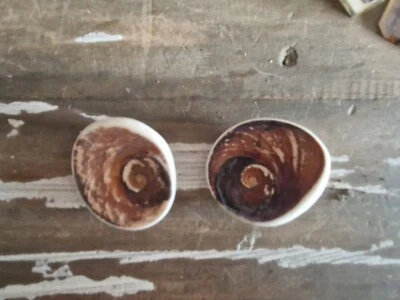 2 x Shiva Eye Versteinert Muschel Fossile - Bild 1 von 2