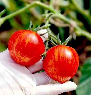 Tomatensamen **Strawberry Tiger** Strauchtomate, Cocktailtomate - Bild 1 von 4