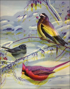 1933 Vintage Druck Abend Grosbeak Junco Vogel Kardinal Vögel Walter Alois Weber - Bild 1 von 3