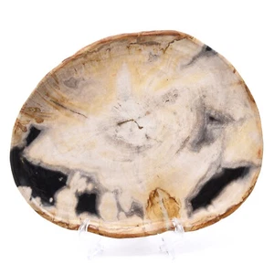 230mm Plate Fossil Wood Gemstone Crystal Natural Hand Made Mineral Decoration - Picture 1 of 3