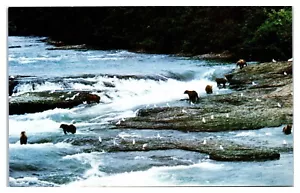 Bären spielen auf der Kenai-Halbinsel von Mac's Foto Anchorage Alaska AK Postkarte - Bild 1 von 2